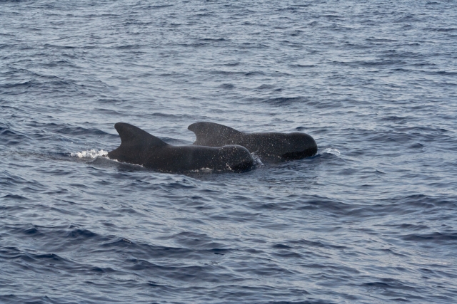 Pilot whales