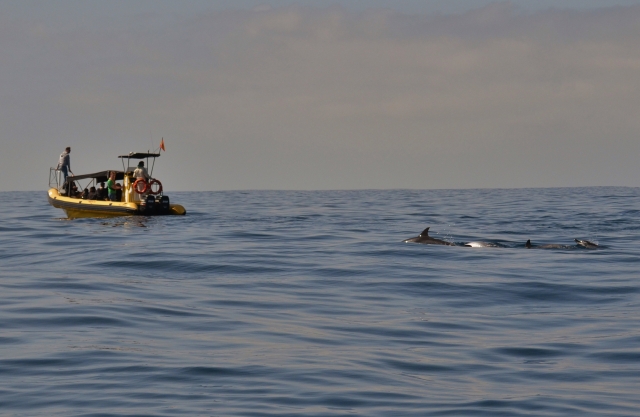  Whale watching 