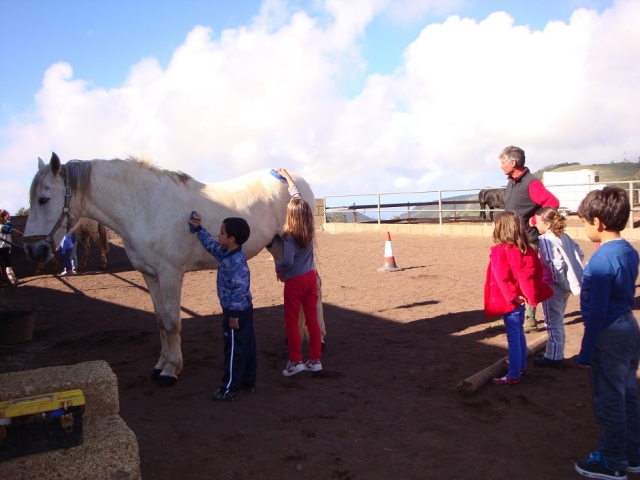  Children grooming the horse