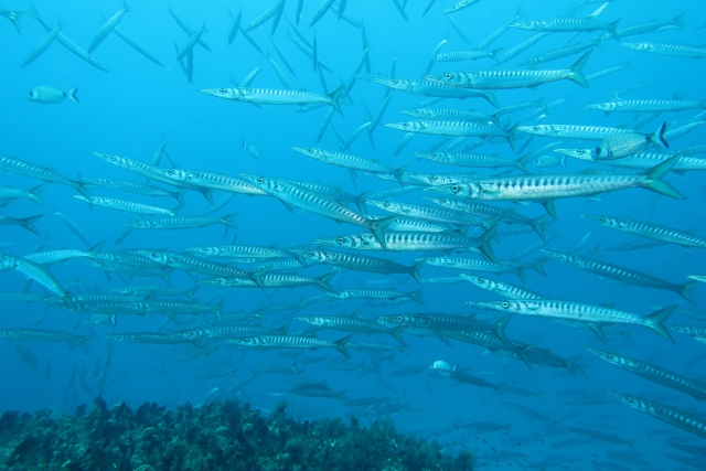  Plonger dans les profondeurs de Formentera