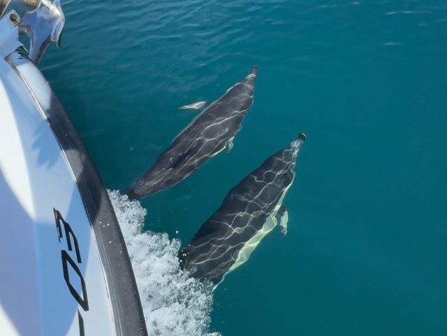 p-36956-viendo-delfines-desde-el-barco1746461949_17464621916362.jpeg