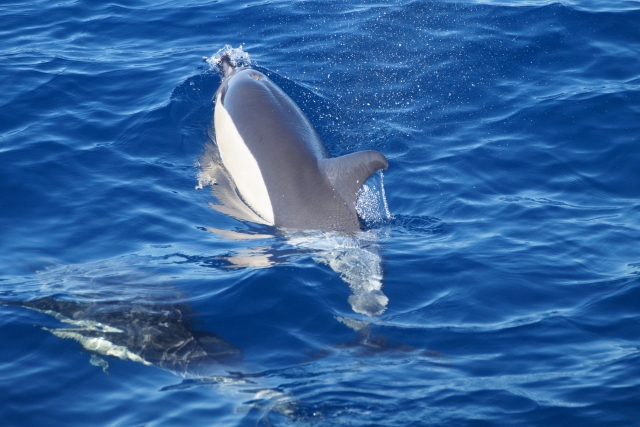  Naviguer avec les dauphins 
