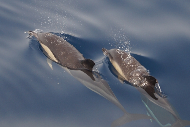  Dauphins à La Palma 
