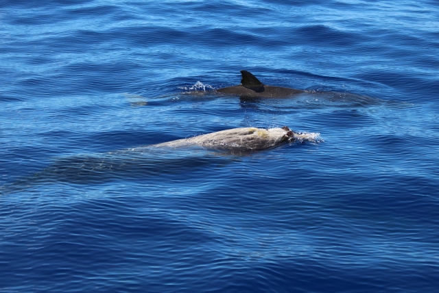  Naviguez avec les dauphins à La Palma 