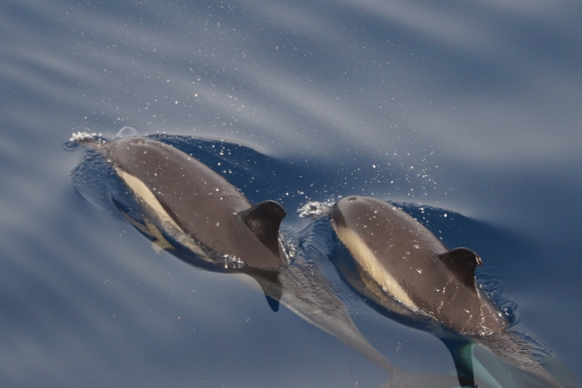 Dauphins naviguant avec nous 
