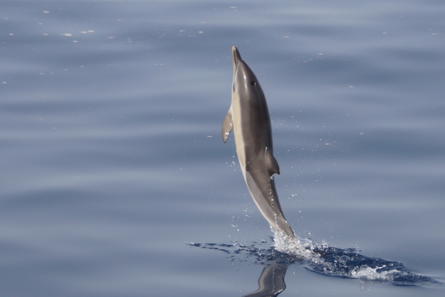  Saut de dauphins 