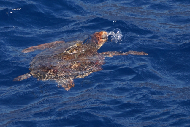  tortue de mer