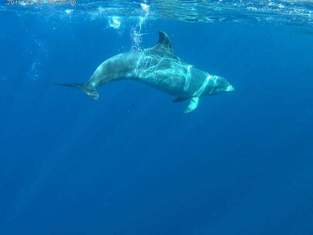  Dolphin sighting in Arona during the kayak route 