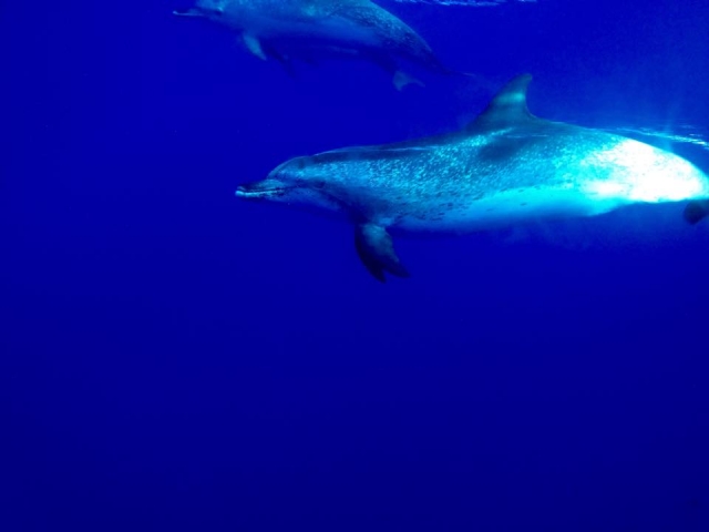 visione maculata 