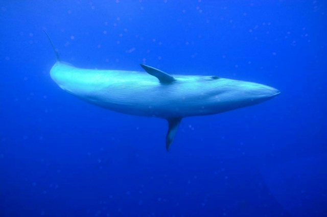 Osservazione delle balene 