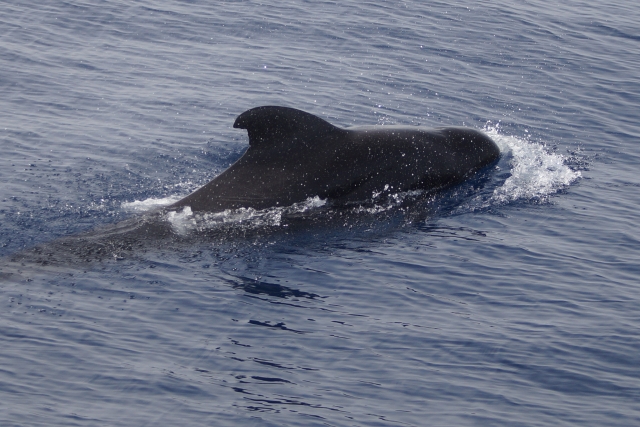  Delfino 
