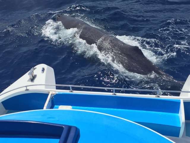  Passeggiata per vedere i cetacei 