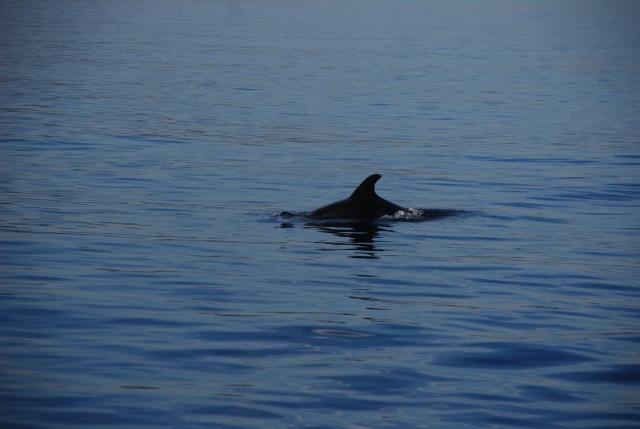  Whale watching Málaga