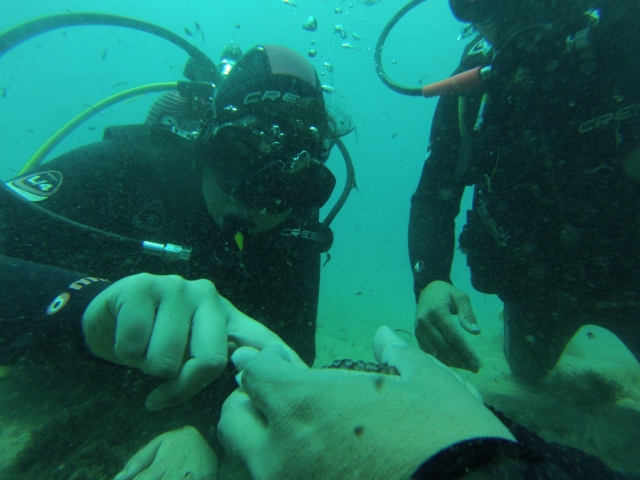  Discovering marine species during the dive 