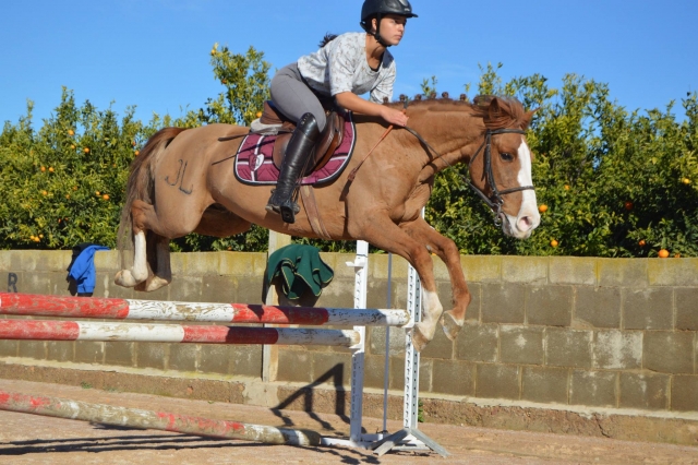  Cours de saut d'obstacles 