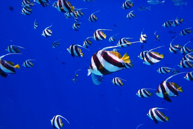  Poissons 