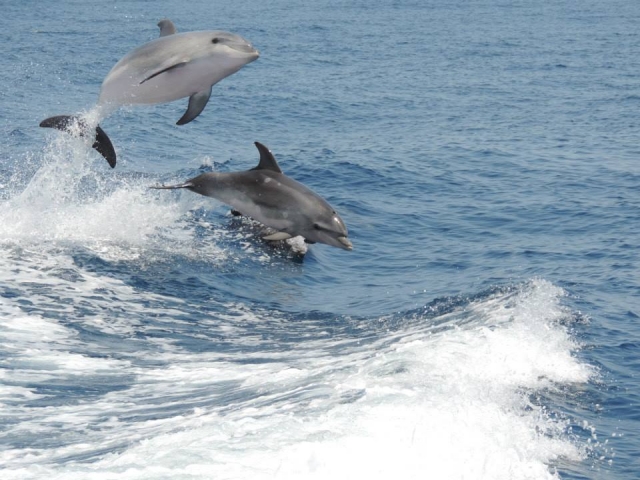  Deux dauphins sautant en parallèle 