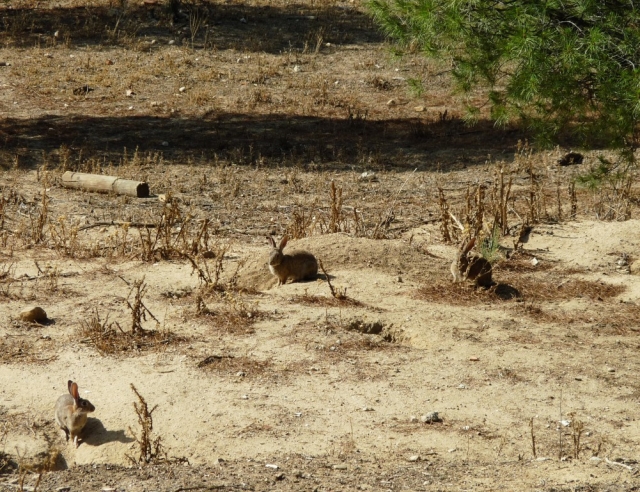  Faune de Casa de Campo