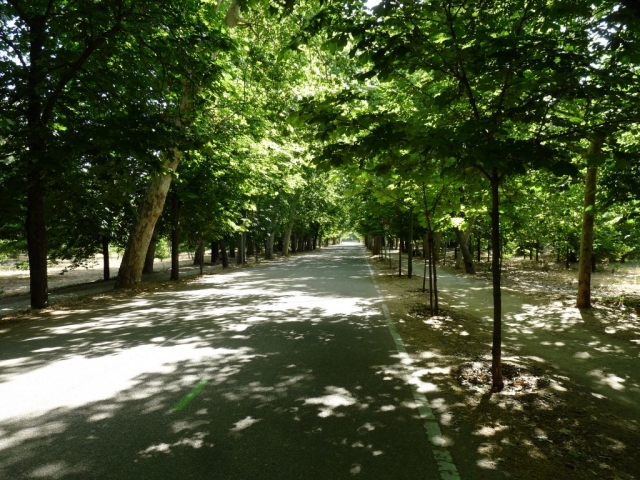  Promenade dans les arbres 