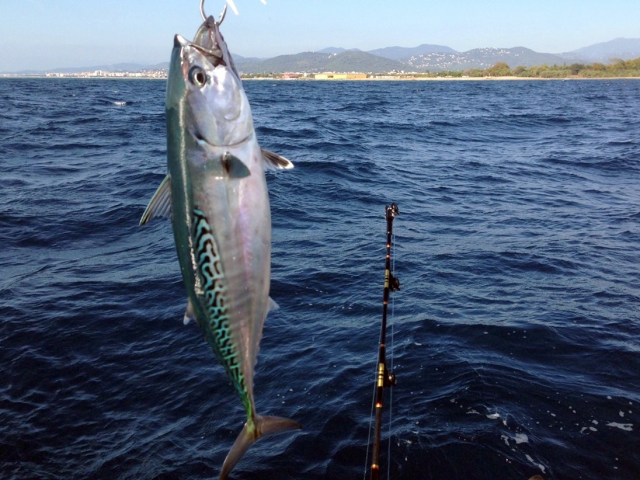 Pesca al curricán