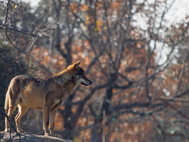 Lobo ibérico