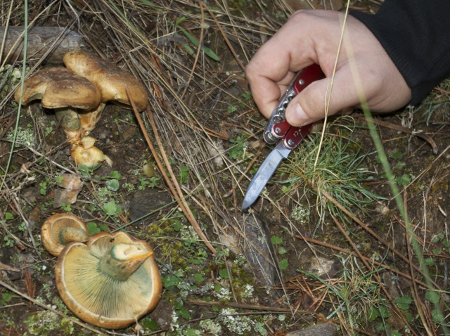  Cours de mycologie 