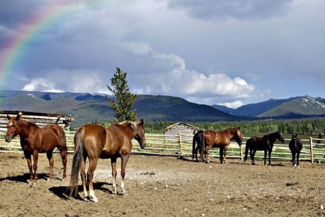 Caballos sueltos en el picadero