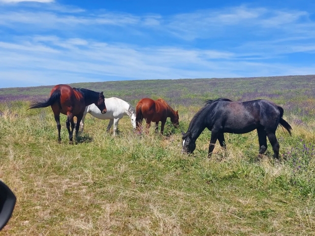 Caballos tranquilamente