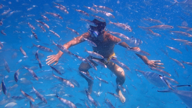  Snorkeling sull'Isola di Lobos 