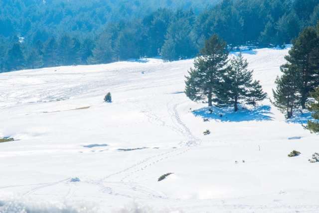  Excursão de snowmobile 