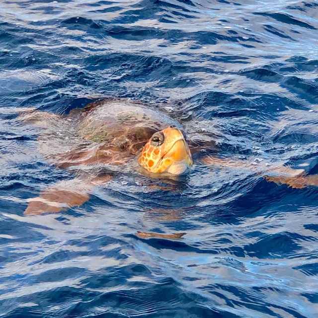 Tortuga