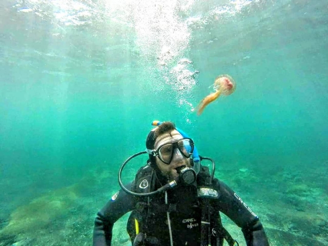 Ver uma medusa durante o mergulho 