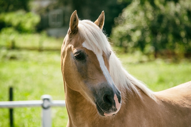 Caballo en el campo