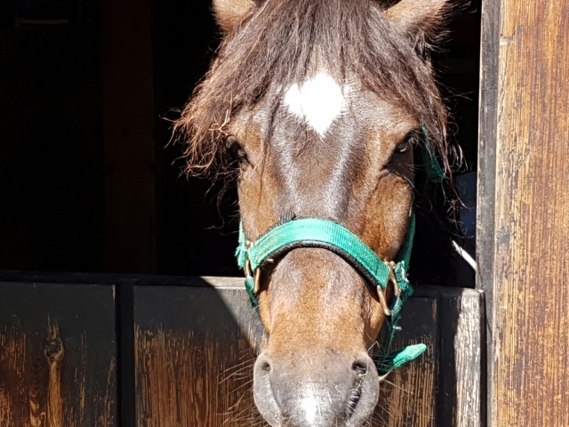  Ponyausflüge 