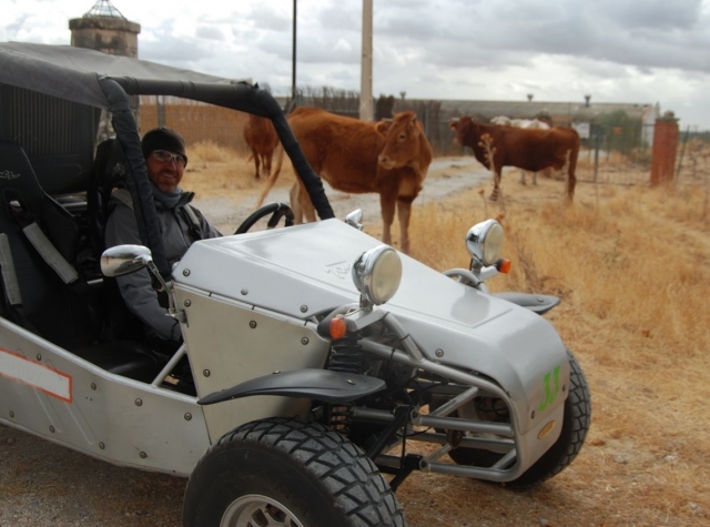 Buggy entre las reses