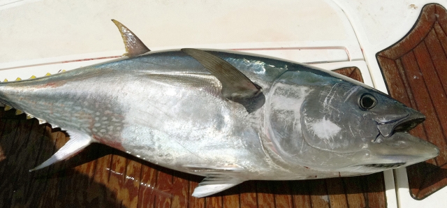 pescado