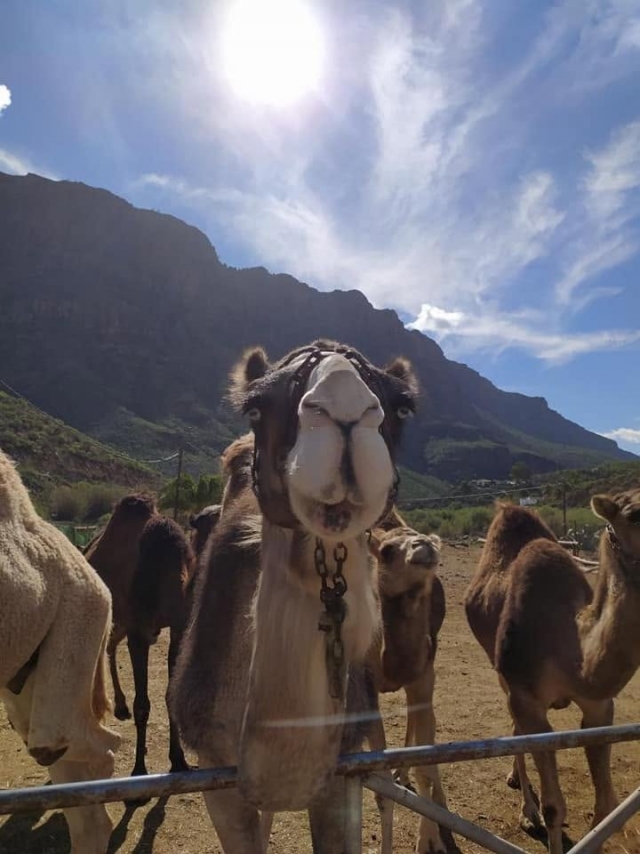  Our camels waiting for the tour 