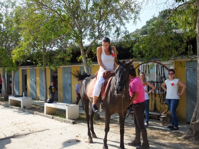  Nos chevaux 