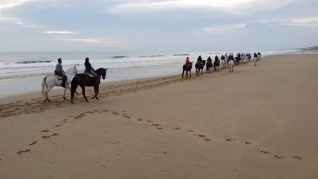  Beaux chevaux 