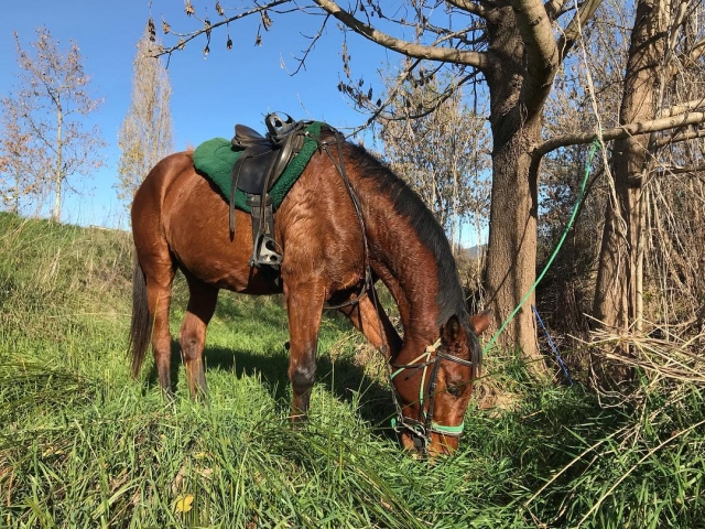  Un de nos chevaux
