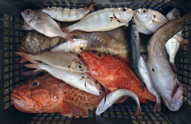 Diversos peces