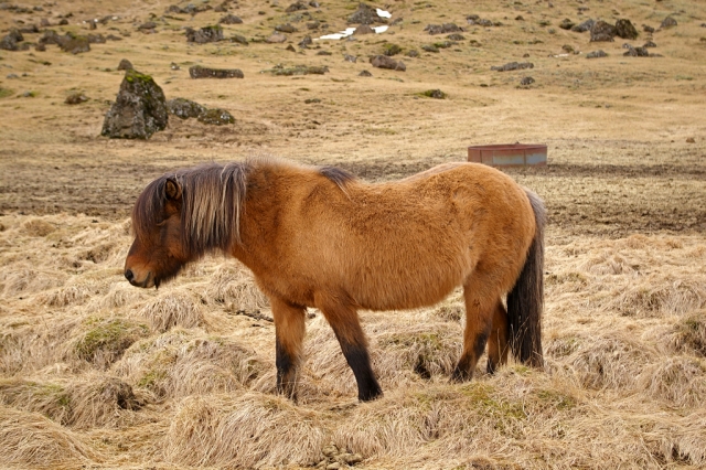 Escursione in pony 