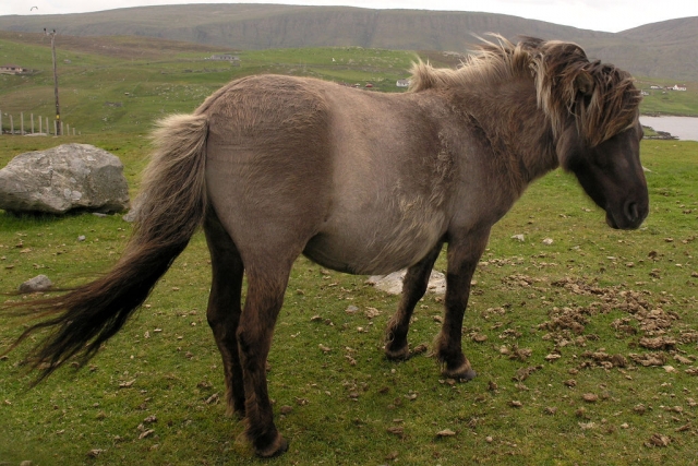  Giro in pony 