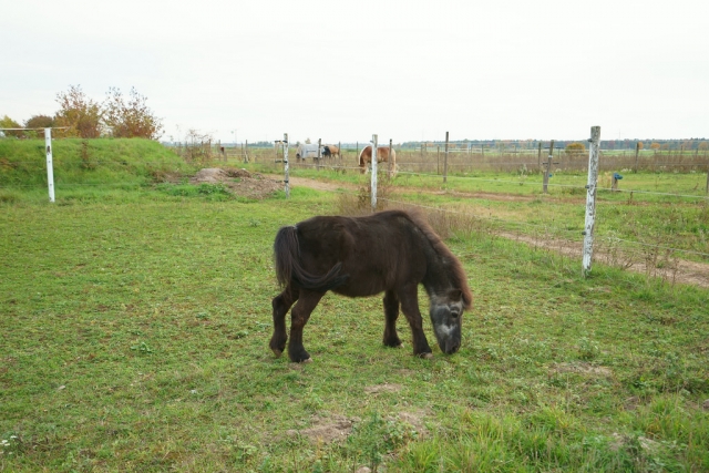  Pony a Segovia
