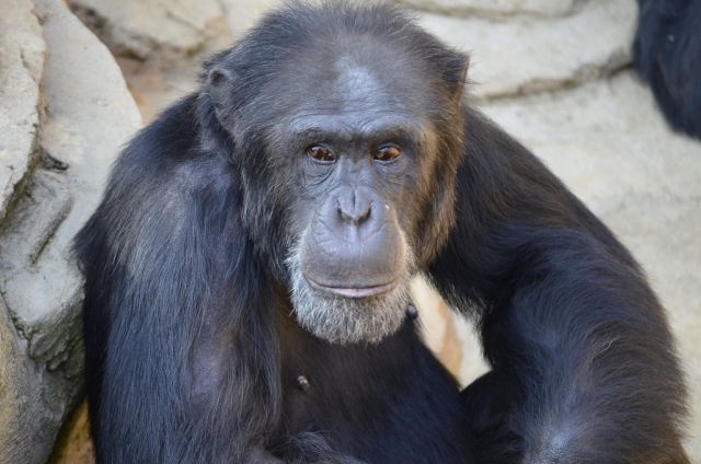  Einer der Bonobos 
