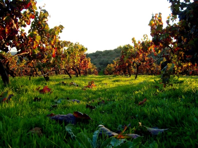  Ceppi per le nostre cantine 