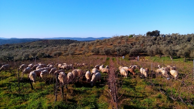  Pecore nei campi 