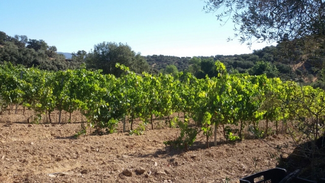  Vigneti delle cantine