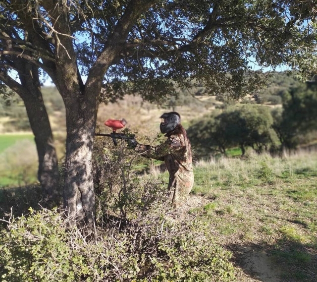 Protegiéndose tras los árboles