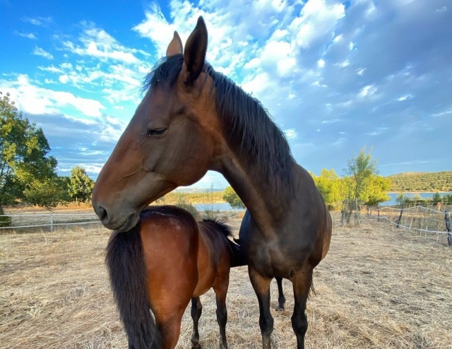 Aprende a montar a caballo